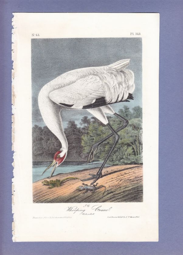   Audubon Birds Of America Print 1st Ed 1840 WHOOPING CRANE (Male) 313